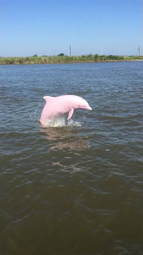 This extremely rare ‘pink